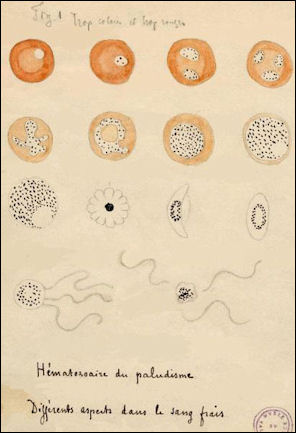 20120531-Malaria Laveran_Malaria_drawings.jpg
